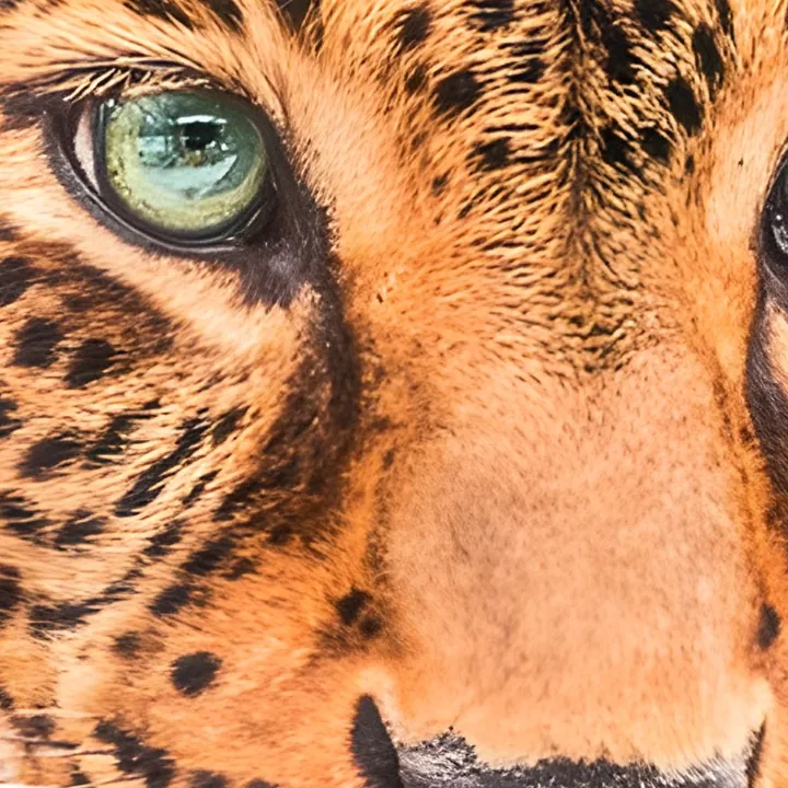 Leopard close-up after AI 4× upscaling, with sharp fur and whiskers