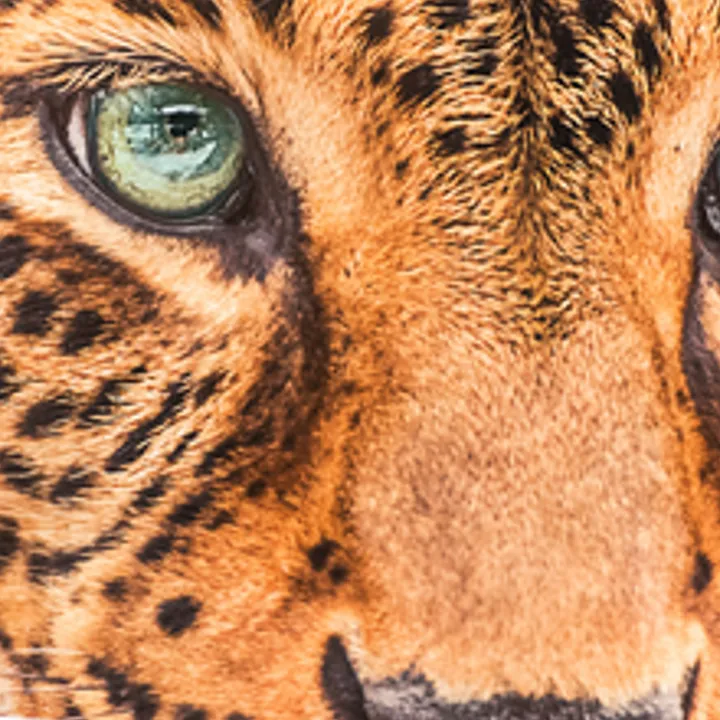 The same leopard close-up enlarged 4× with standard resizing, looking soft