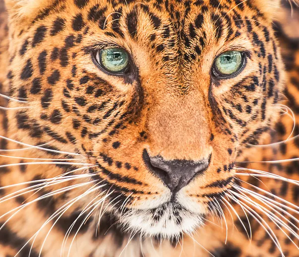 Original JPG close-up photo of a leopard, 4.2 MB