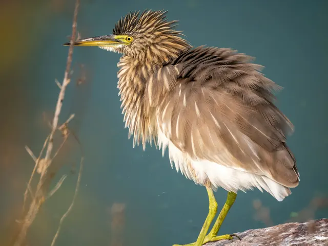 The heron photo converted to PNG, 6.1 MB