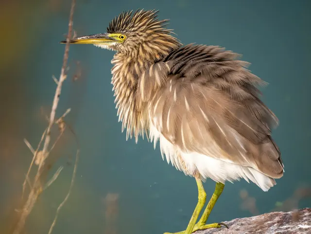 Photo of a heron standing by water as a HEIC file, 1.8 MB