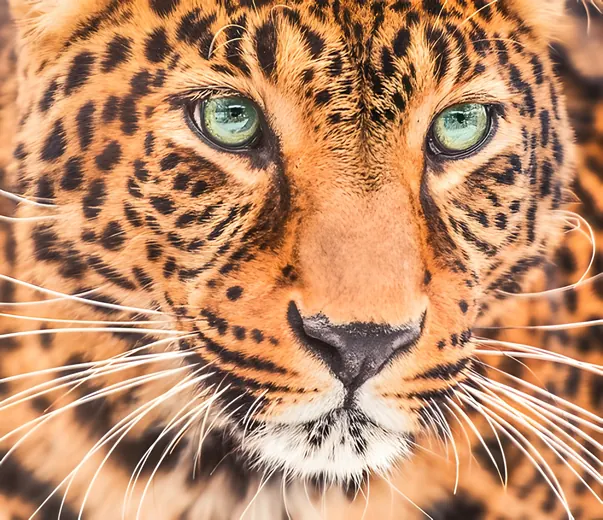 The same leopard photo after 4× AI upscaling