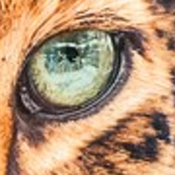 Leopard eye after standard 4× resizing: soft fur and edges